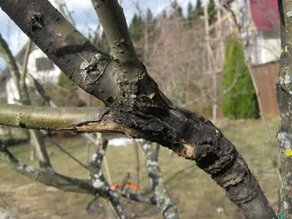 Чому обпадають плоди у яблуні