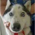 Сальмонельоз у собак