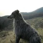 Найбільша собака в світі (55 фото) яка найвища і велика, величезний пес, дог Зевс, порода (світі) Найбільша собака в світі (55 фото) яка найвища і велика, величезний пес, дог Зевс, порода