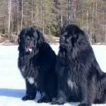 Найбільша собака в світі (55 фото) яка найвища і велика, величезний пес, дог Зевс, порода (світі) Найбільша собака в світі (55 фото) яка найвища і велика, величезний пес, дог Зевс, порода
