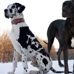 Найбільша собака в світі (55 фото) яка найвища і велика, величезний пес, дог Зевс, порода (сама) Найбільша собака в світі (55 фото) яка найвища і велика, величезний пес, дог Зевс, порода
