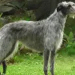 Найбільша собака в світі (55 фото) яка найвища і велика, величезний пес, дог Зевс, порода (сама) Найбільша собака в світі (55 фото) яка найвища і велика, величезний пес, дог Зевс, порода
