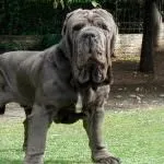 Найбільша собака в світі (55 фото) яка найвища і велика, величезний пес, дог Зевс, порода (світі) Найбільша собака в світі (55 фото) яка найвища і велика, величезний пес, дог Зевс, порода