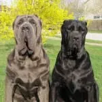 Найбільша собака в світі (55 фото) яка найвища і велика, величезний пес, дог Зевс, порода (світі) Найбільша собака в світі (55 фото) яка найвища і велика, величезний пес, дог Зевс, порода
