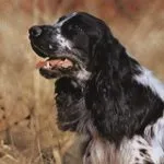 український мисливський спанієль