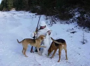 Російська гонча порода опис, характер, фото, все про собак (гончих) Російська гонча порода опис, характер, фото, все про собак