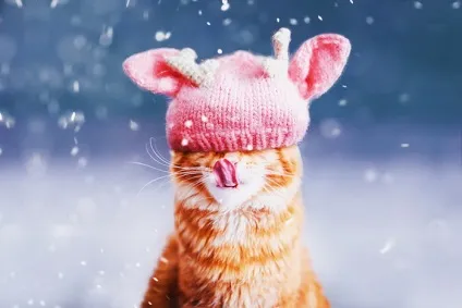 український гарфилд 15 фото рудого кота по кличці котлета (прізвисько Котлета фотографіях) український гарфилд 15 фото рудого кота по кличці котлета