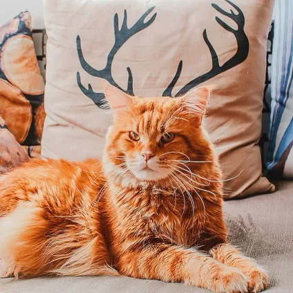 український гарфилд 15 фото рудого кота по кличці котлета (кота) український гарфилд 15 фото рудого кота по кличці котлета
