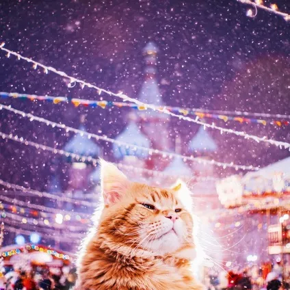 український гарфилд 15 фото рудого кота по кличці котлета (прізвисько Котлета фотографіях Христини) український гарфилд 15 фото рудого кота по кличці котлета
