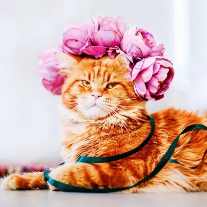 український гарфилд 15 фото рудого кота по кличці котлета (кота) український гарфилд 15 фото рудого кота по кличці котлета
