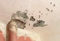 Цукрова чешуйніци в квартирі як позбутися і боротися (фото, відео) (фото) Цукрова чешуйніци в квартирі як позбутися і боротися (фото, відео)