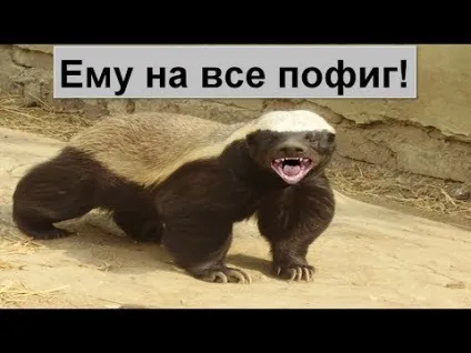 Найбільший крокодил у світі з'їв 50 осіб на (крокодил) Найбільший крокодил у світі з'їв 50 осіб на