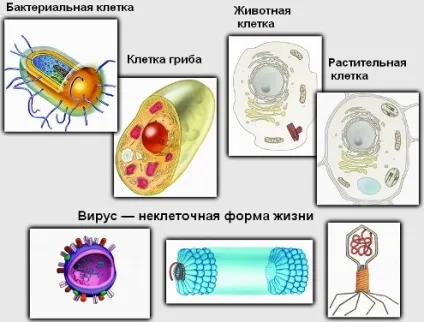 Сайт вчителів біології Мбоу ліцей № 2 міста Черкассиа 1 (умовах зовнішнього середовища) Сайт вчителів біології Мбоу ліцей № 2 міста Черкассиа 1