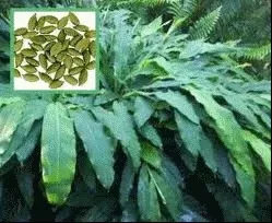 Насіння кардамону як виростити у себе вдома кардамон (насіння) Насіння кардамону як виростити у себе вдома кардамон