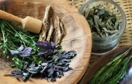 Сімейство марантових догляд в домашніх умовах (марантових) Сімейство марантових догляд в домашніх умовах