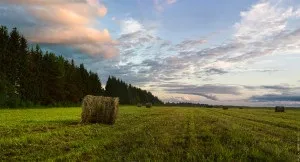 З чого почати вести фермерське господарство (господарство) З чого почати вести фермерське господарство
