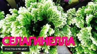 Селагинелла (ієрихонська троянда) фото, догляд в домашніх умовах (селагинелла) Селагинелла (ієрихонська троянда) фото, догляд в домашніх умовах