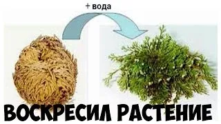 Селагинелла (ієрихонська троянда) фото, догляд в домашніх умовах (умовах) Селагинелла (ієрихонська троянда) фото, догляд в домашніх умовах
