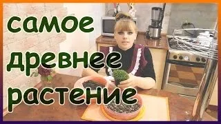 Селагинелла (ієрихонська троянда) фото, догляд в домашніх умовах (умовах) Селагинелла (ієрихонська троянда) фото, догляд в домашніх умовах