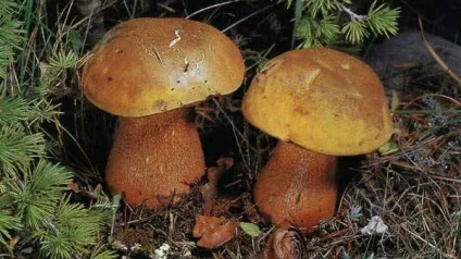 Їстівні гриби - фото і назва, види, опис (види) Їстівні гриби - фото і назва, види, опис