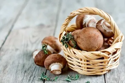 Їстівні гриби - фото і назва, види, опис (їстівні) Їстівні гриби - фото і назва, види, опис