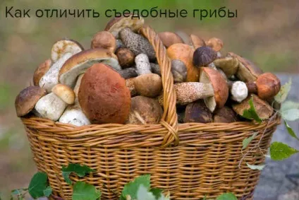 Їстівні гриби - фото і назва, види, опис (назва) Їстівні гриби - фото і назва, види, опис