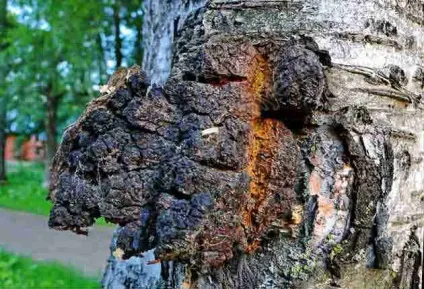 Їстівні гриби - фото і назва, види, опис (назва) Їстівні гриби - фото і назва, види, опис