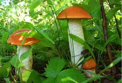Їстівні гриби - фото і назва, види, опис (фото) Їстівні гриби - фото і назва, види, опис