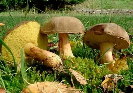 Їстівні гриби - фото і назва, види, опис (їстівні) Їстівні гриби - фото і назва, види, опис