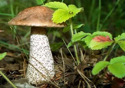 Їстівні гриби - фото і назва, види, опис (гриби) Їстівні гриби - фото і назва, види, опис