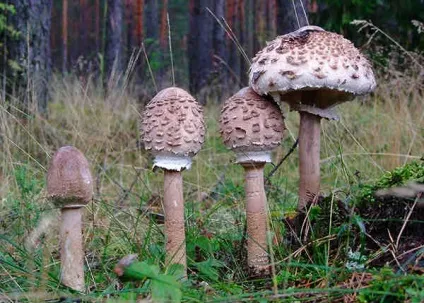 Їстівні гриби - фото і назва, види, опис (назва) Їстівні гриби - фото і назва, види, опис