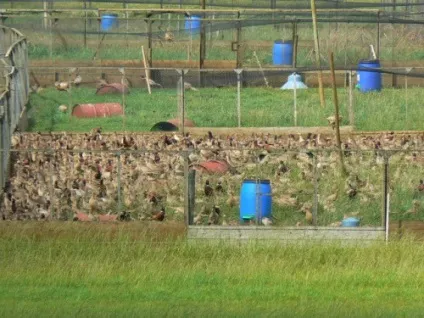 Зробити вольєри для фазанів своїми руками креслення (своїми) Зробити вольєри для фазанів своїми руками креслення