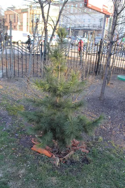 З чого починається дарвінівський музей державний дарвінівський музей (палеонтологія) З чого починається дарвінівський музей державний дарвінівський музей