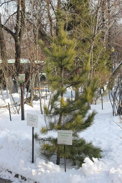 З чого починається дарвінівський музей державний дарвінівський музей (космос) З чого починається дарвінівський музей державний дарвінівський музей