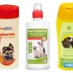 Шампунь від бліх для собак - відгуки та поради щодо застосування (відгуки) Шампунь від бліх для собак - відгуки та поради щодо застосування
