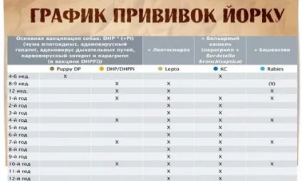 Щеня після щеплення млявий