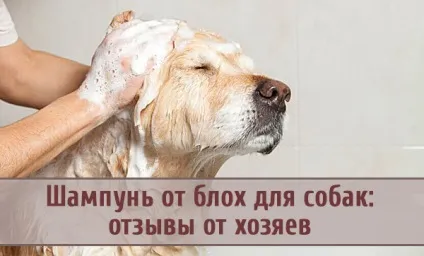 Шампунь від бліх для собак відгуки від господарів (собак) Шампунь від бліх для собак відгуки від господарів