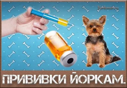 Щеня після щеплення млявий
