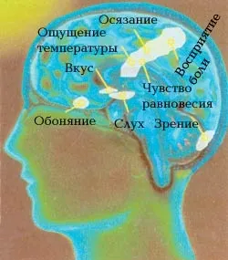 Скільки почуттів у людини, наука і життя (інтерв'ю) Скільки почуттів у людини, наука і життя