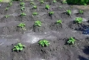 Скільки разів треба підгортати картоплю (треба) Скільки разів треба підгортати картоплю