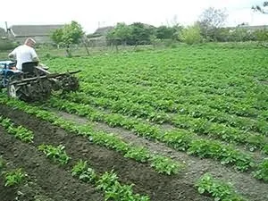 Скільки разів треба підгортати картоплю (треба підгортати картоплю) Скільки разів треба підгортати картоплю