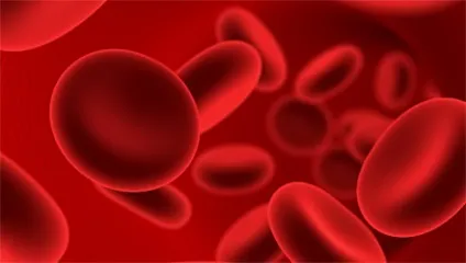 Системи харчування і тонкощі вживання їжі