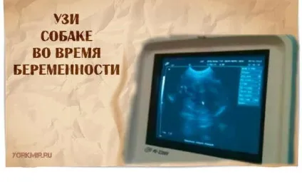 Скільки триває вагітність у собак, симптоми (собак) Скільки триває вагітність у собак, симптоми