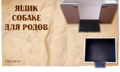 Скільки триває вагітність у собак, симптоми (триває) Скільки триває вагітність у собак, симптоми