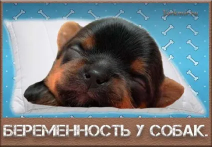 Скільки триває вагітність у собак, симптоми (триває вагітність собак) Скільки триває вагітність у собак, симптоми