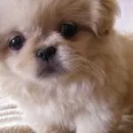 Собака пекінес (50 фото) як виглядає гладкошерстий, чорний і рудий кіт, опис, відео (гладкошерстий) Собака пекінес (50 фото) як виглядає гладкошерстий, чорний і рудий кіт, опис, відео