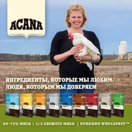 Собака породи німецька вівчарка (німецька) Собака породи німецька вівчарка