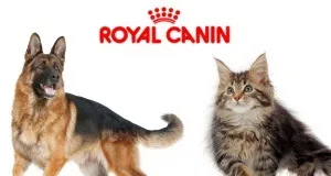 Скоттиш-страйт в будинку чим годувати вихованця (скоттиш-страйт) Скоттиш-страйт в будинку чим годувати вихованця