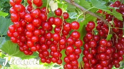 Смородина для особи 9 домашніх рецептів та відгуки (відгуки) Смородина для особи 9 домашніх рецептів та відгуки