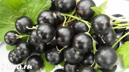 Смородина для особи 9 домашніх рецептів та відгуки (смородина користь застосування відвар маски відгуки) Смородина для особи 9 домашніх рецептів та відгуки